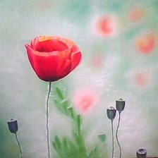 Маки в тумане