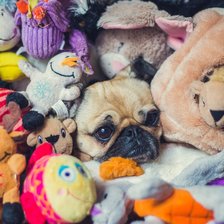 Схема вышивки «мопс»