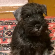 Схема вышивки «Торин»