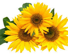 Схема вышивки «Цветы солнца»