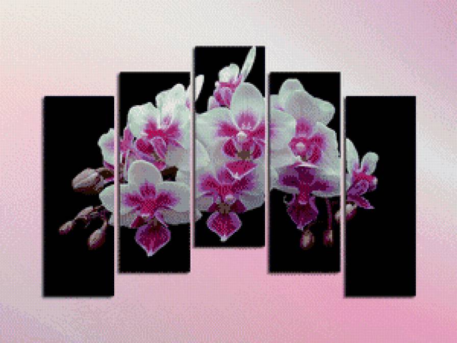 полиптих-орхидея - цветы, полиптих, орхидея - предпросмотр