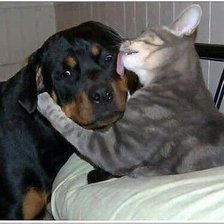 Схема вышивки «лапушки»