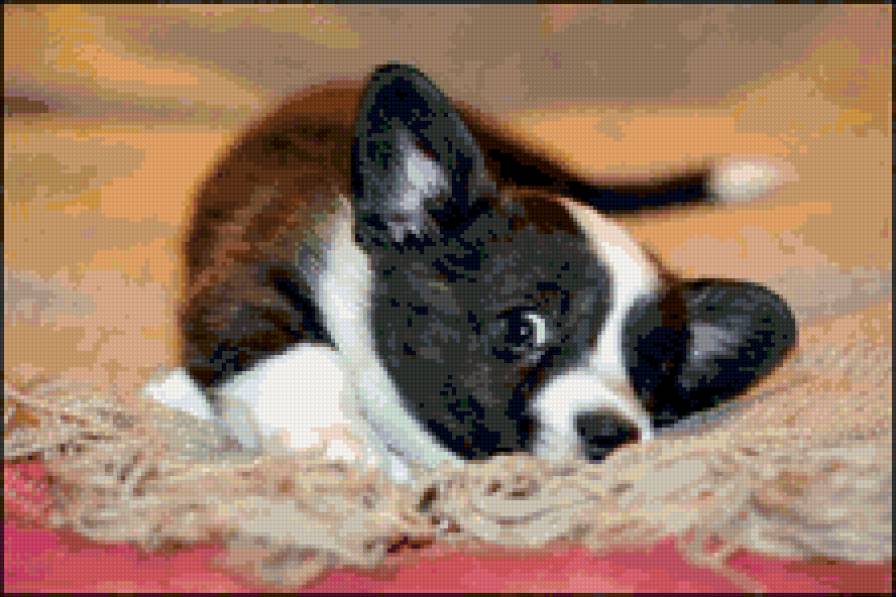 щенок - животные, собаки, щенок - предпросмотр