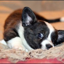 Схема вышивки «щенок»