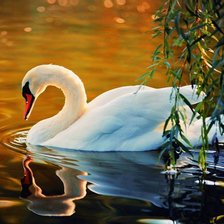 лебедь на заккате