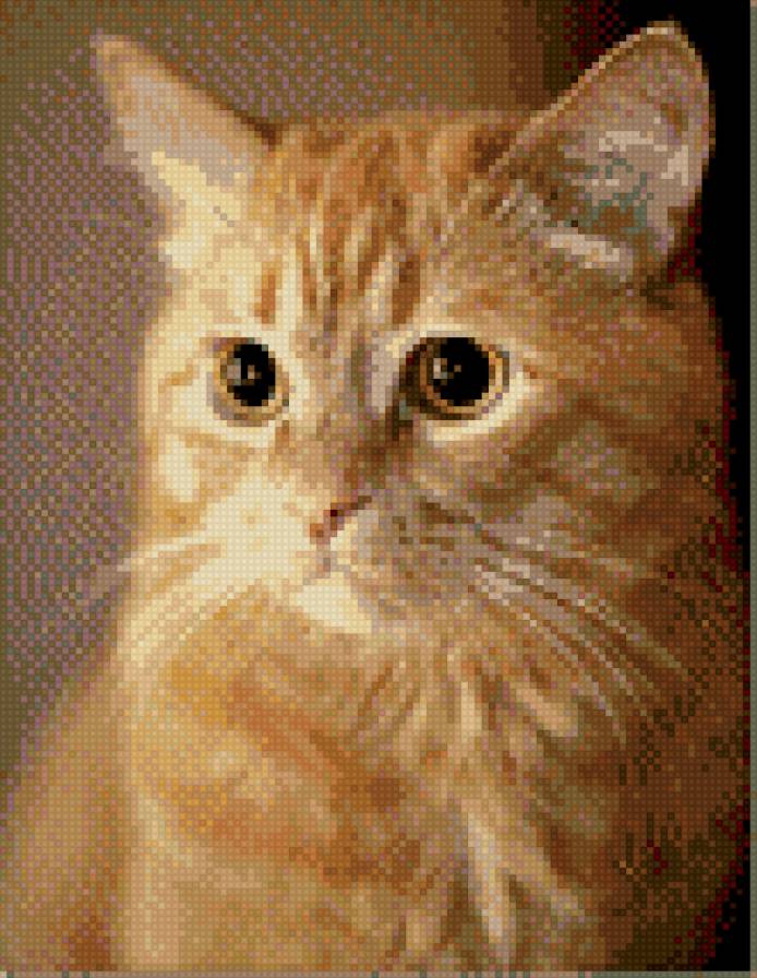 Рыжий кот - предпросмотр