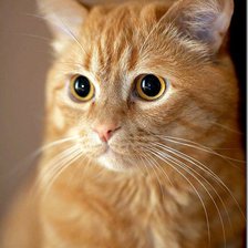 Схема вышивки «Рыжий кот»