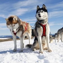Схема вышивки «хаски»