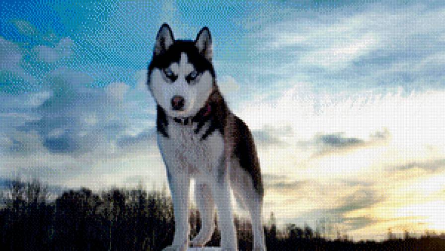 хаски - предпросмотр