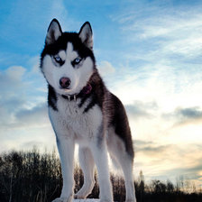 Схема вышивки «хаски»