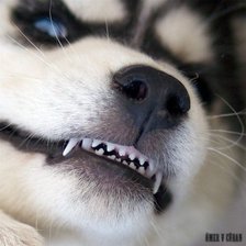 Схема вышивки «№902607»