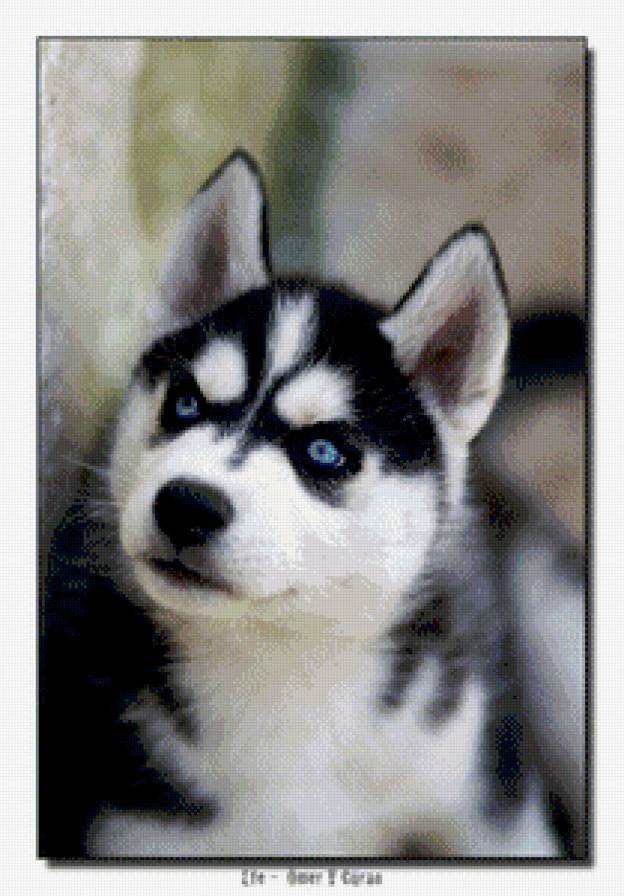 хаски - предпросмотр