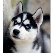 Схема вышивки «хаски»