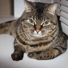 Схема вышивки «котик»