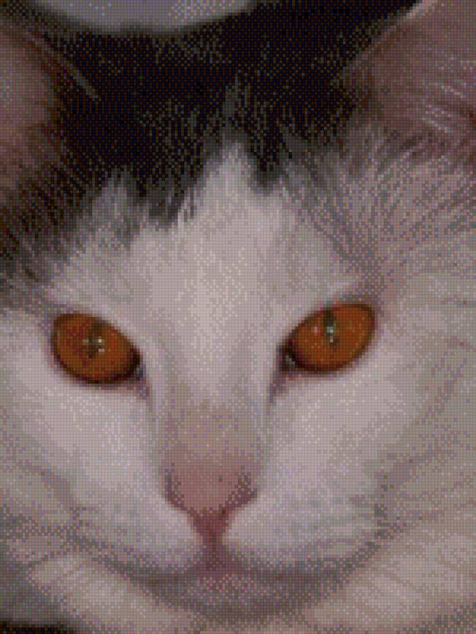 Рома - коты - предпросмотр