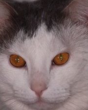 Схема вышивки «Рома»