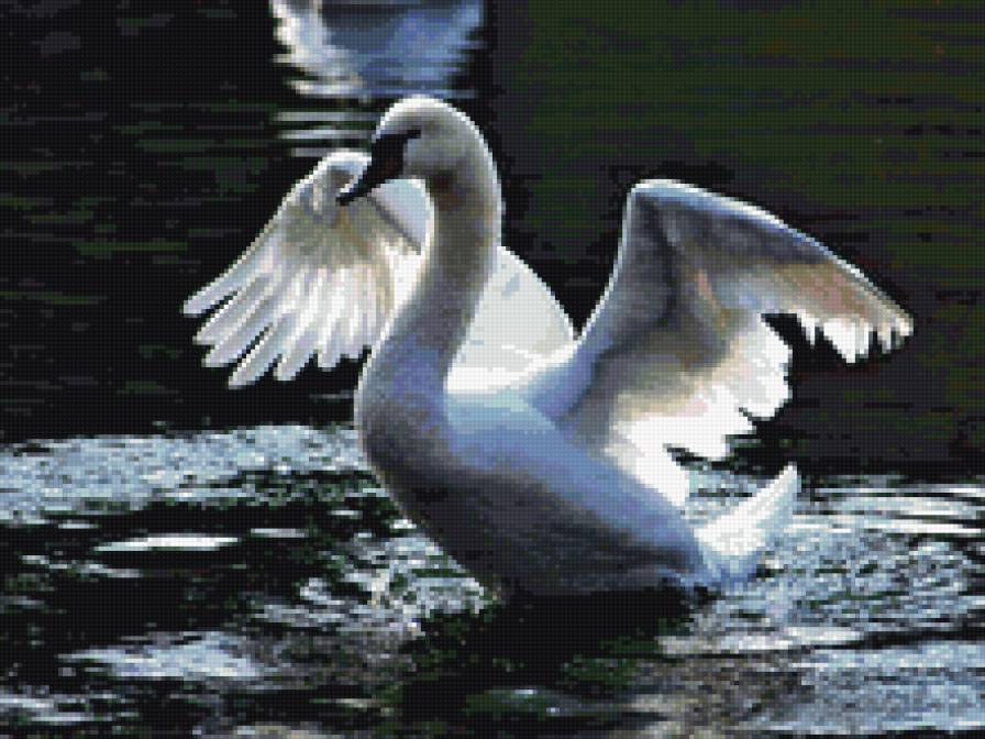 лебедь на воде - лебедь, река - предпросмотр