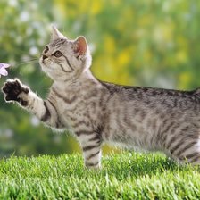 Схема вышивки «котенок и колокольчик»