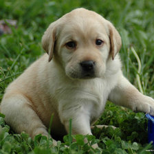Щенок лабрадора