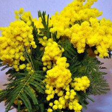 Схема вышивки «мимоза в вазе»