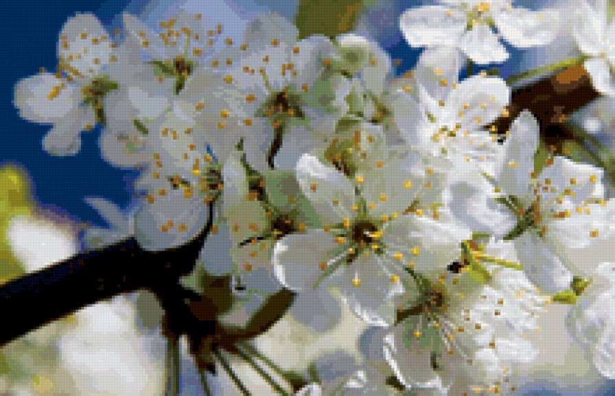 Цветущая вишня - весна, цветы - предпросмотр