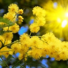 Схема вышивки «Верба в солнце»