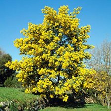 Схема вышивки «цветущая мимоза»