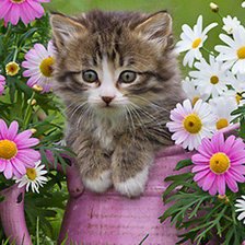 Схема вышивки «котенок в вазе»