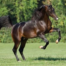 Схема вышивки «лошадь»