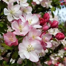 Схема вышивки «Цветущая ветка»