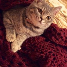 Схема вышивки «кот в пледе»