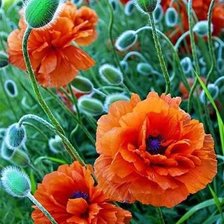 Схема вышивки «Маки»