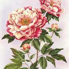 Схема вышивки «пионы»