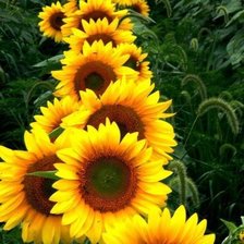 Схема вышивки «подсолнухи»