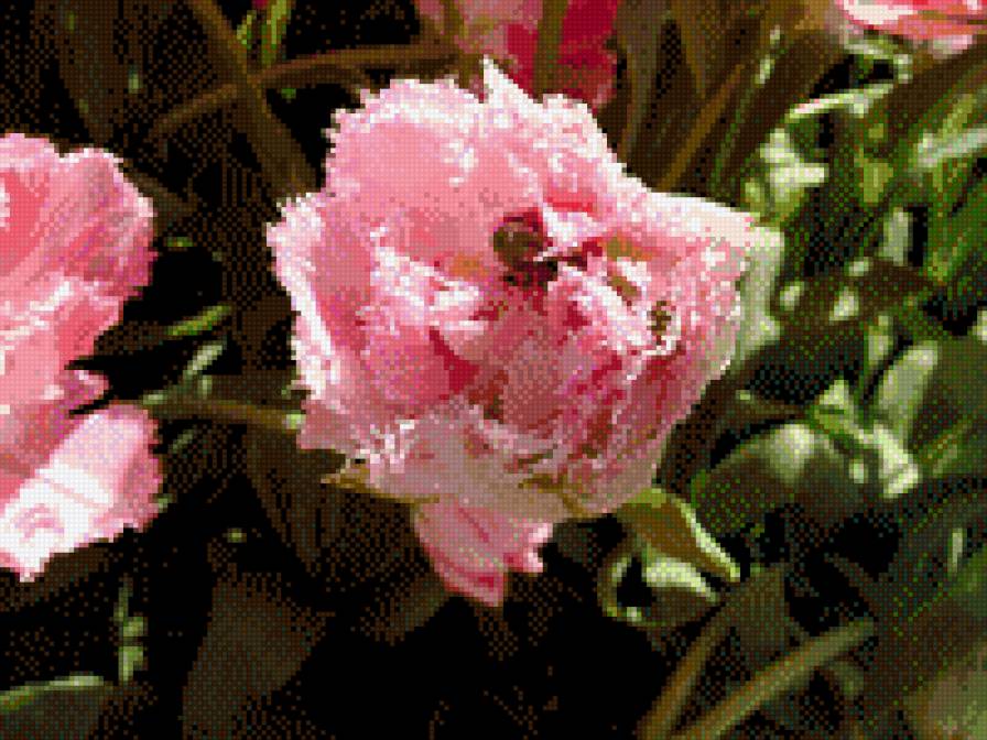 Тюльпан с сюрпризом - тюльпаны, цветок, весна, розовые, тюльпан - предпросмотр