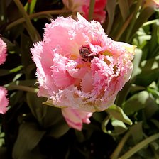 Схема вышивки «Тюльпан с сюрпризом»