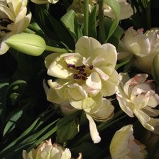 Схема вышивки «Тюльпан пионовидный»