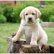 Щенок лабрадора