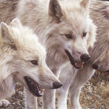 Схема вышивки «Белые волки»