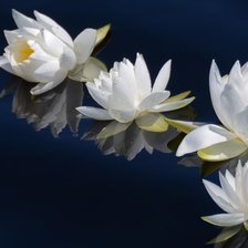 Схема вышивки «лилии»