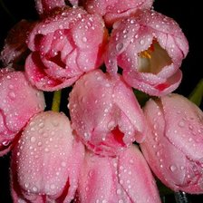 Схема вышивки «тюльпаны»