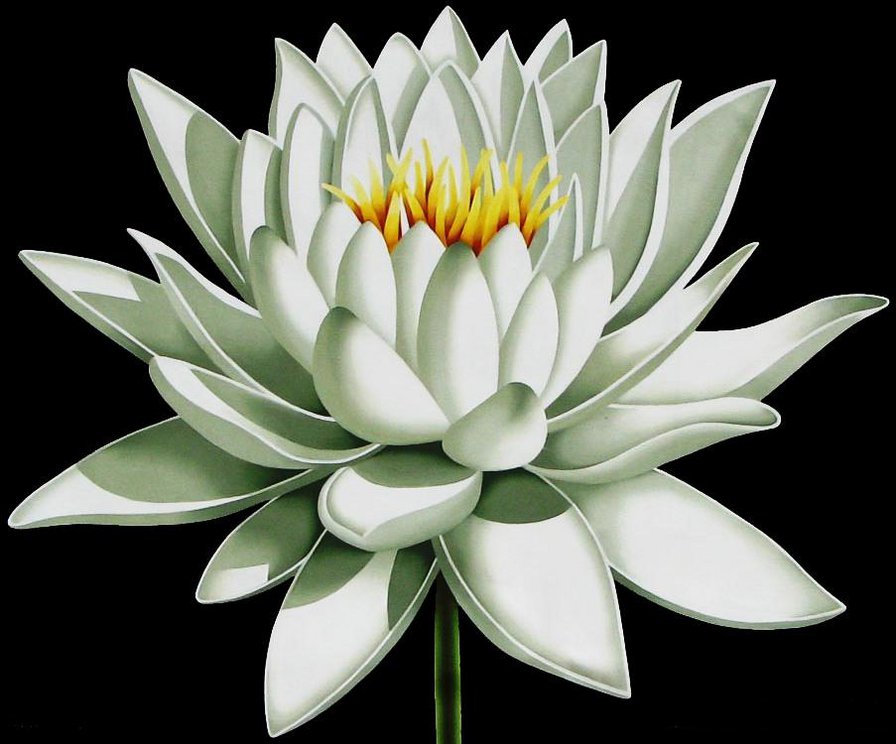 Лотос - цветок, цветы - оригинал