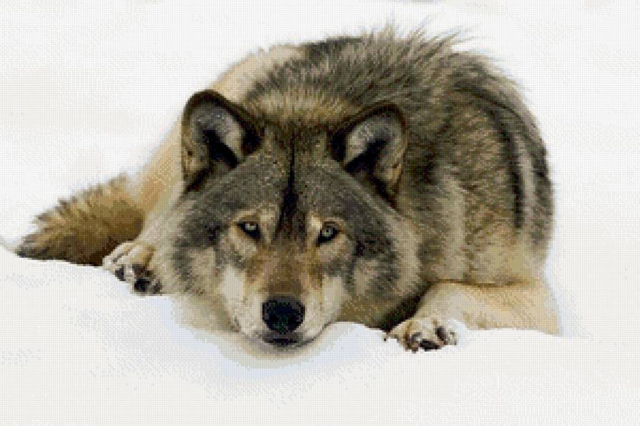 Волк - волки, животные - предпросмотр