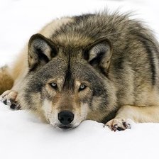 Схема вышивки «Волк»