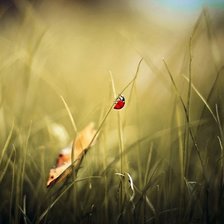 Схема вышивки «только вперед»