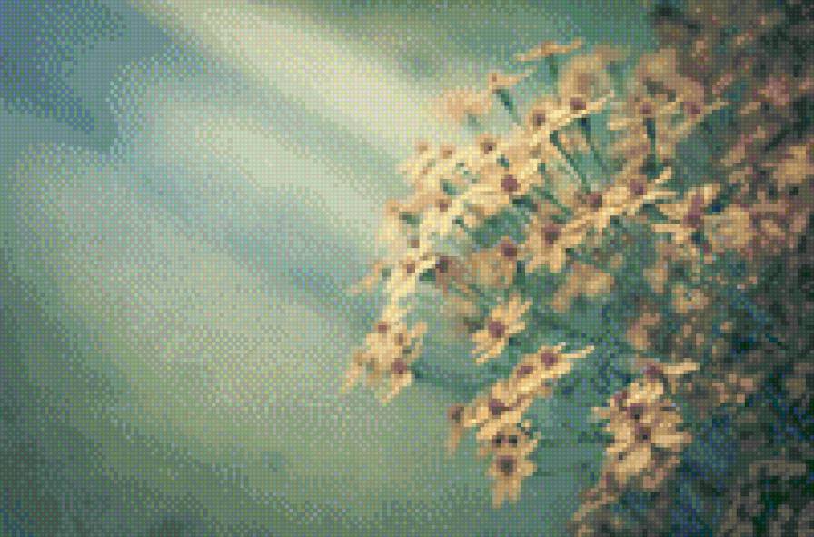 цветы - цветы, природа, ромашки, трава - предпросмотр