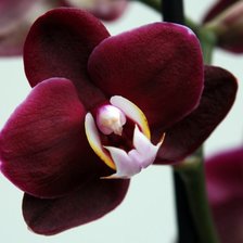 Схема вышивки «орхидея»