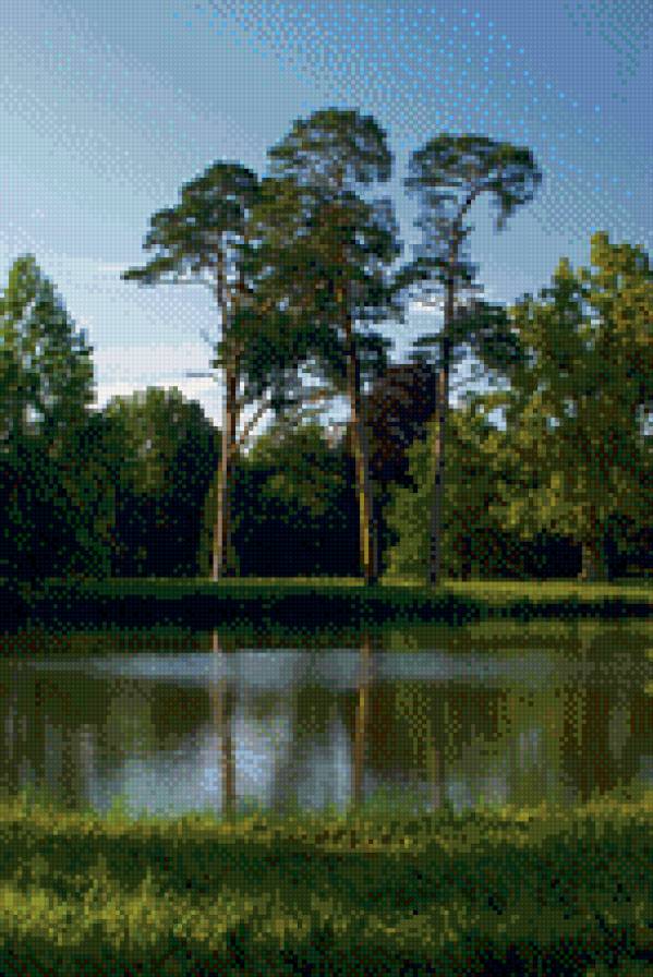 сосны на берегу реки - природа, сосны, река, пейзаж - предпросмотр