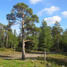 Схема вышивки «Лесная тропа»