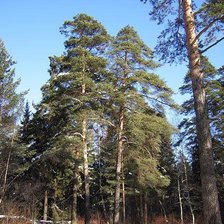 Схема вышивки «Зимний лес»